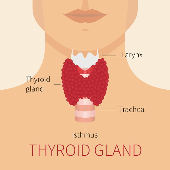 Diagram of the thyroid gland.
